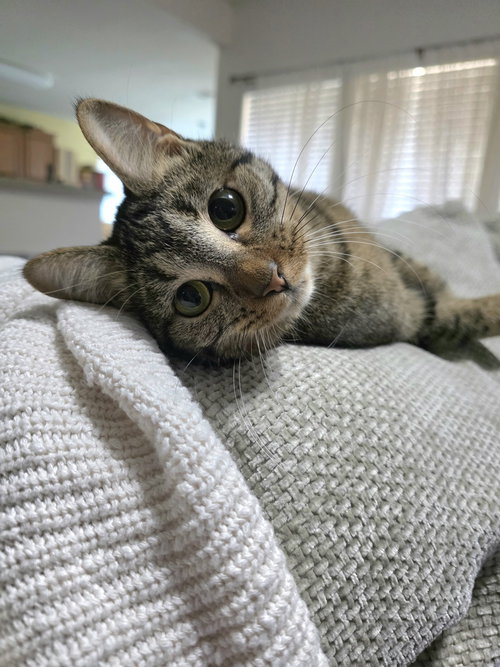 Photo 2 of Juno