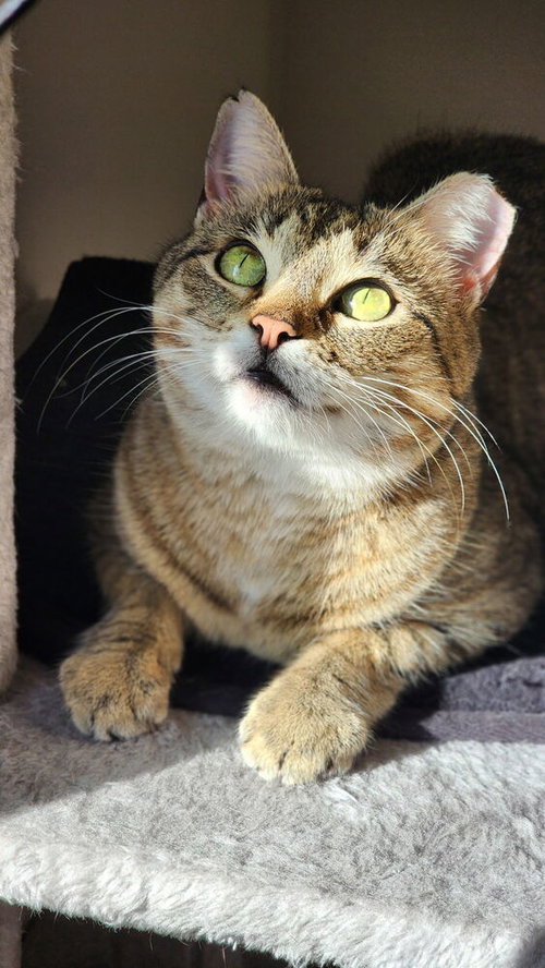 Rubi, an adoptable Domestic Short Hair in Dallas, TX