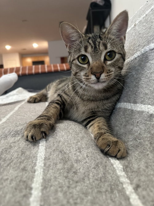 Reiger, a cat for adoption from A Voice for All Paws, Inc.