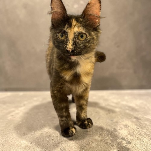Korona, an adoptable Domestic Short Hair in Dallas, TX