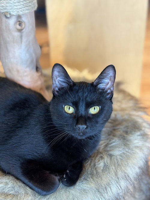 Brickette, a cat for adoption from A Voice for All Paws, Inc.