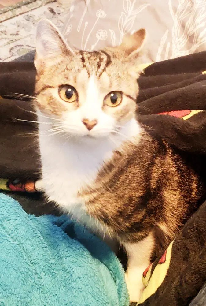 Sweetheart - Domestic Short Hair
