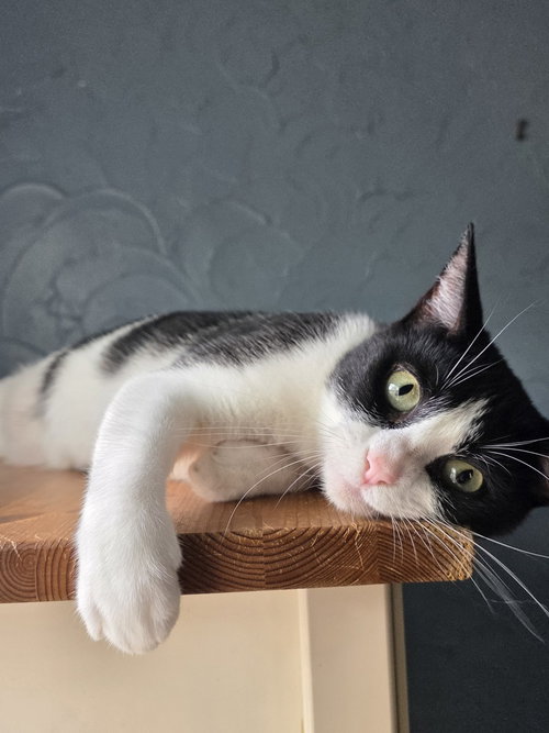 Apple Pie, a cat for adoption from A Voice for All Paws, Inc.