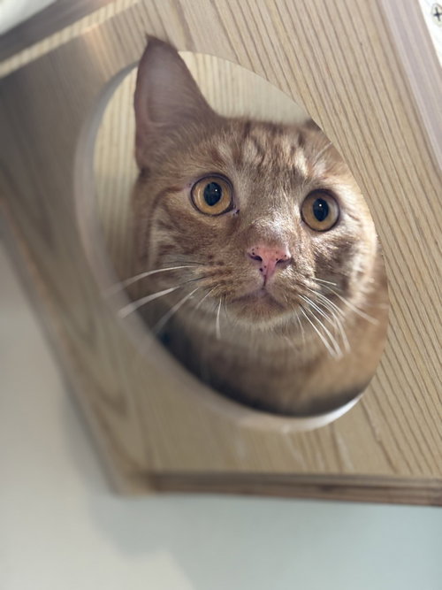 Paw McCartney, an adoptable Domestic Short Hair in Dallas, TX