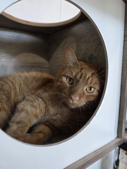 Paw McCartney, a cat for adoption from A Voice for All Paws, Inc.