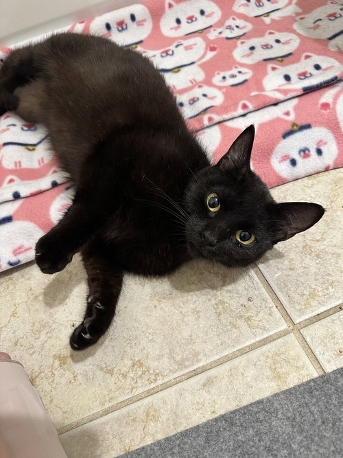 Lombardi, a cat for adoption from A Voice for All Paws, Inc.