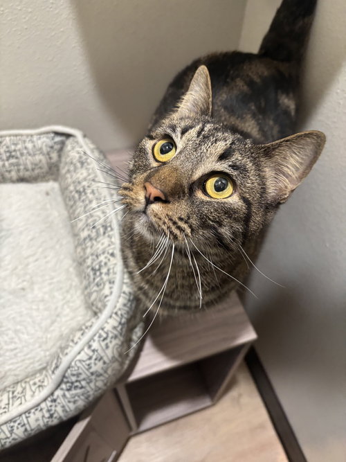 Polly Pawket, a cat for adoption from A Voice for All Paws, Inc.
