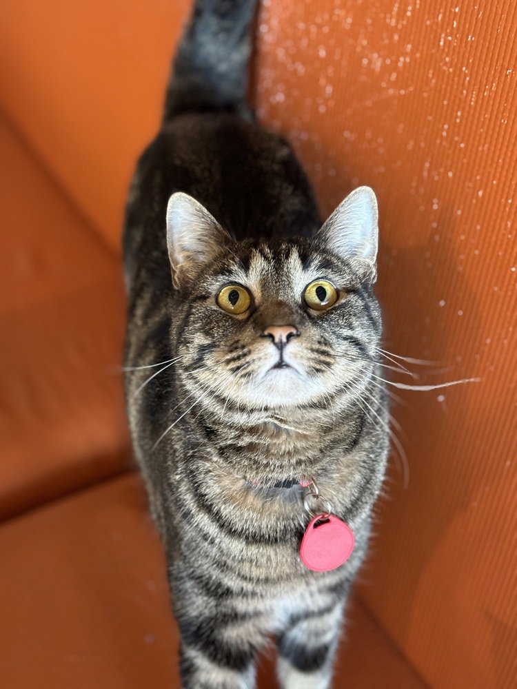 Polly Pawket, photo 2