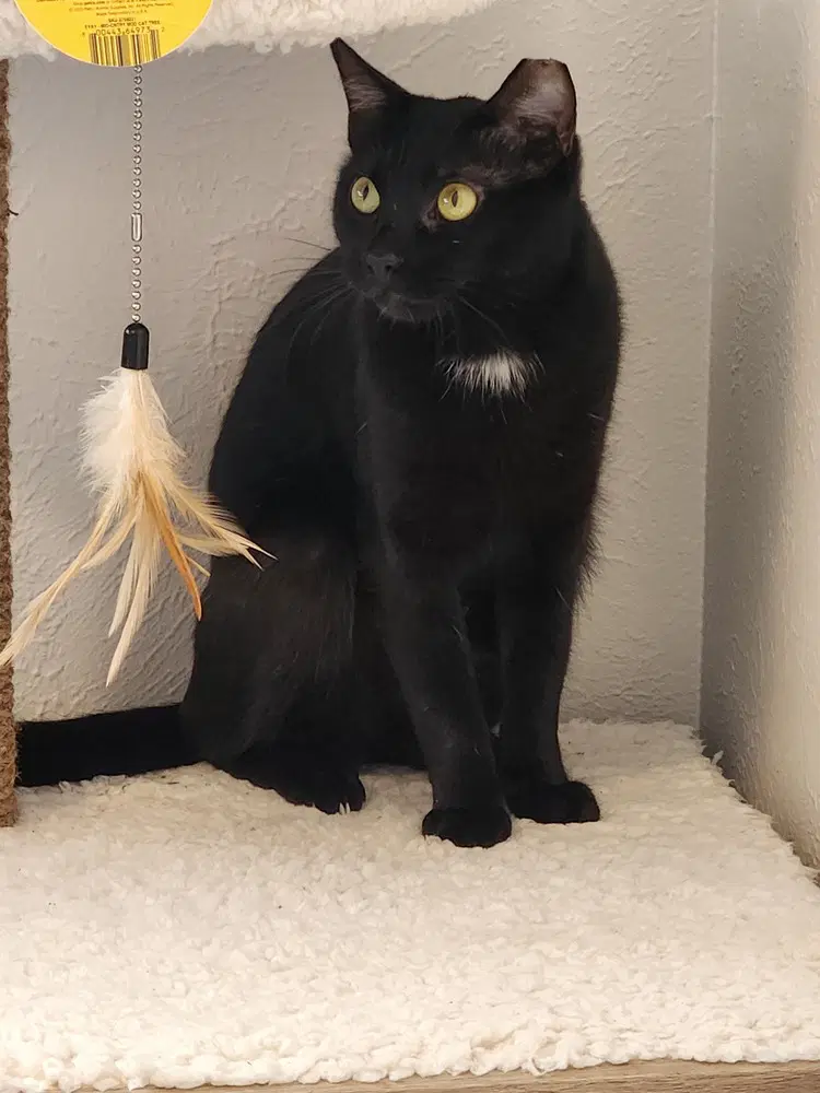 Alice - Domestic Short Hair