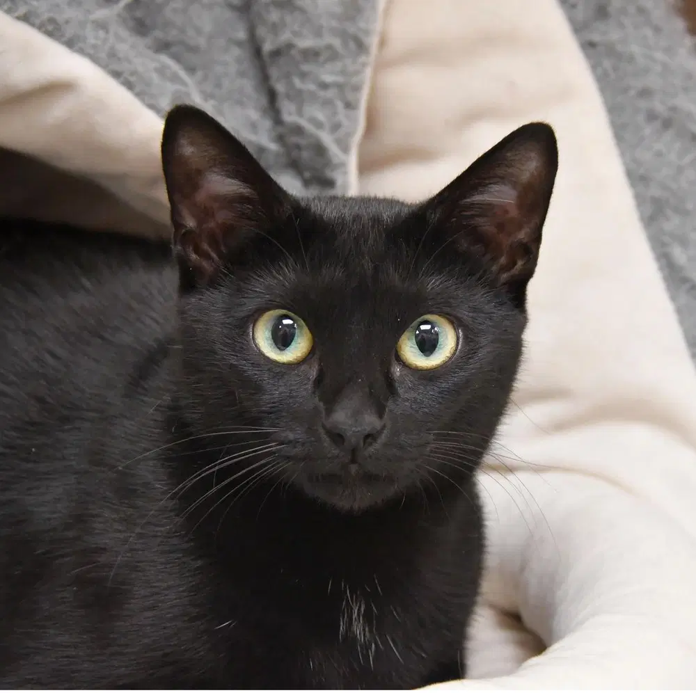 Braeburn - Domestic Short Hair