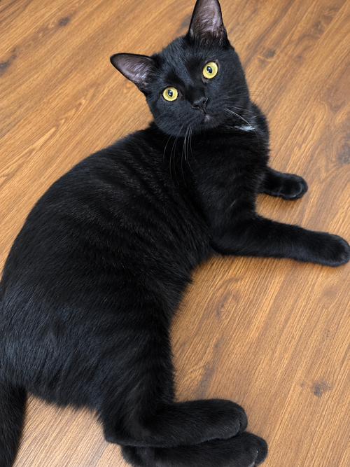 Yin, a cat for adoption from A Voice for All Paws, Inc.