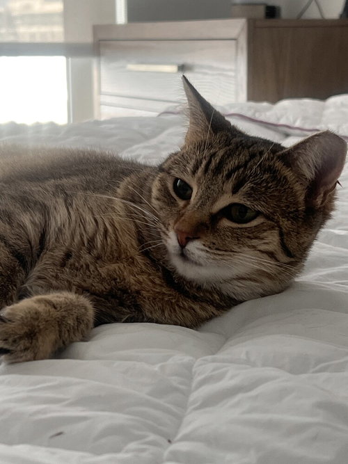 Tiny Hermione photo 3