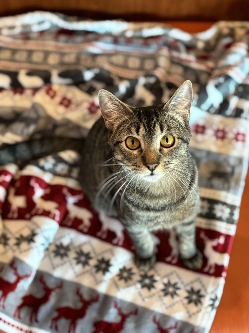 Sully, a cat for adoption from A Voice for All Paws, Inc.