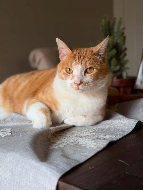 Owen, a cat for adoption from A Voice for All Paws, Inc.