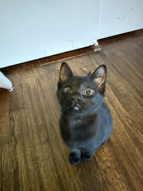 Beef Stew, an adoptable Domestic Short Hair in Dallas, TX