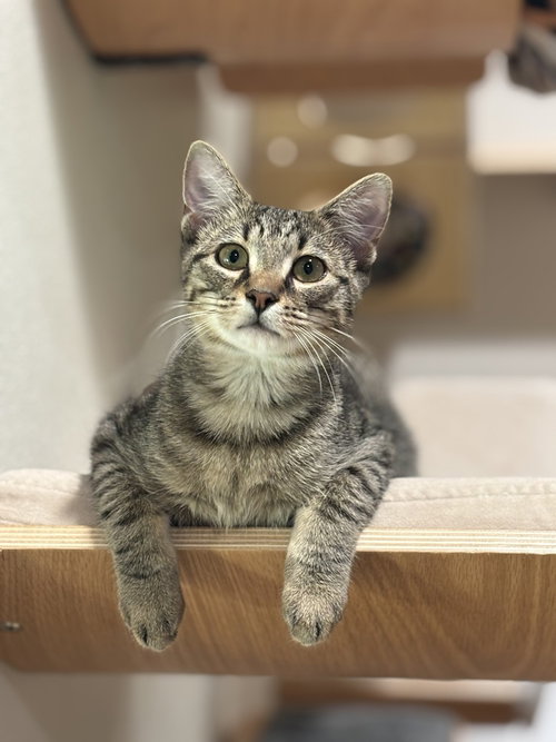 Timber, a cat for adoption from A Voice for All Paws, Inc.