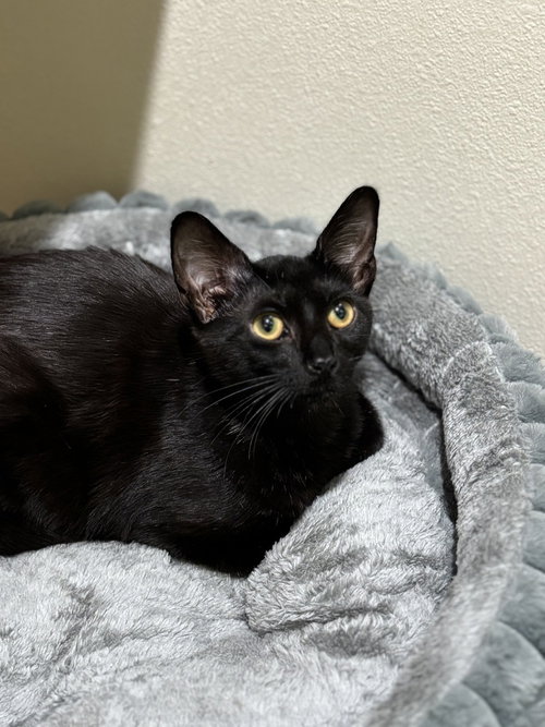 Black Panther, a cat for adoption from A Voice for All Paws, Inc.
