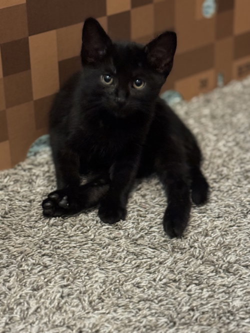 Photo 2 of Black Panther