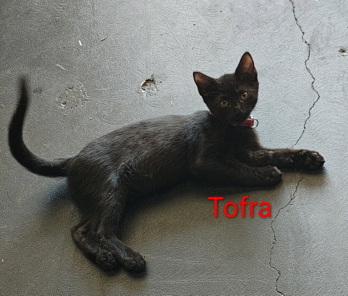 Tofra photo 2