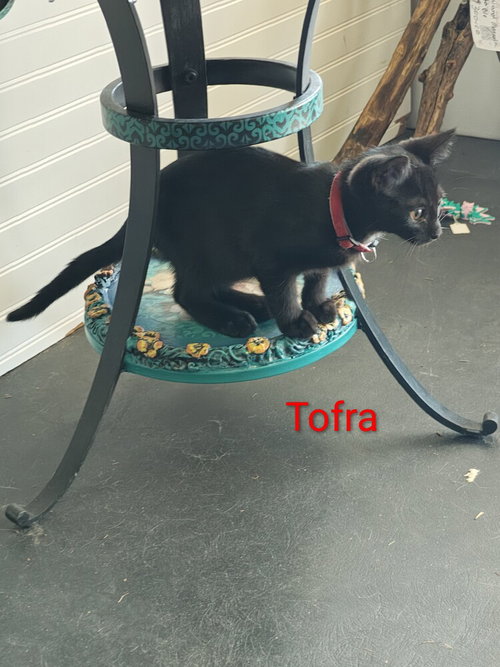 Tofra photo 3