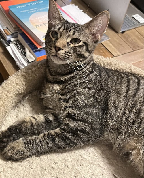 Beto, a cat for adoption from A Voice for All Paws, Inc.