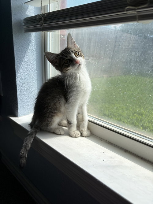 Junie Bug Turco photo 4