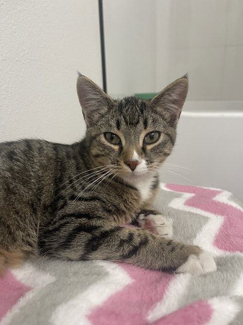 Mountain Dew Baja Blast, an adoptable Domestic Short Hair in Dallas, TX