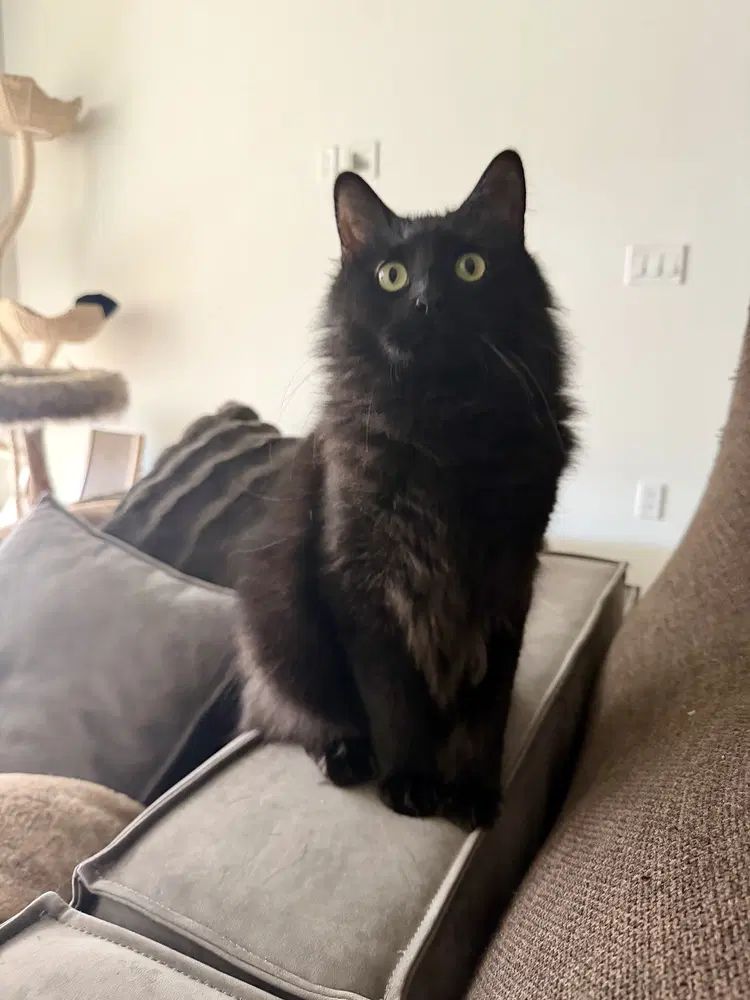 Owen Grady - Domestic Long Hair