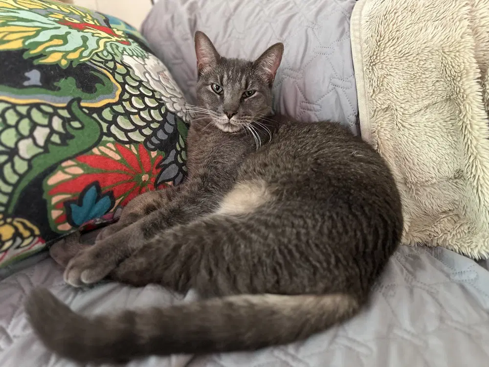 Milo Mike - Domestic Short Hair