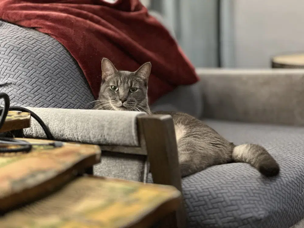 Milo Mike image 2