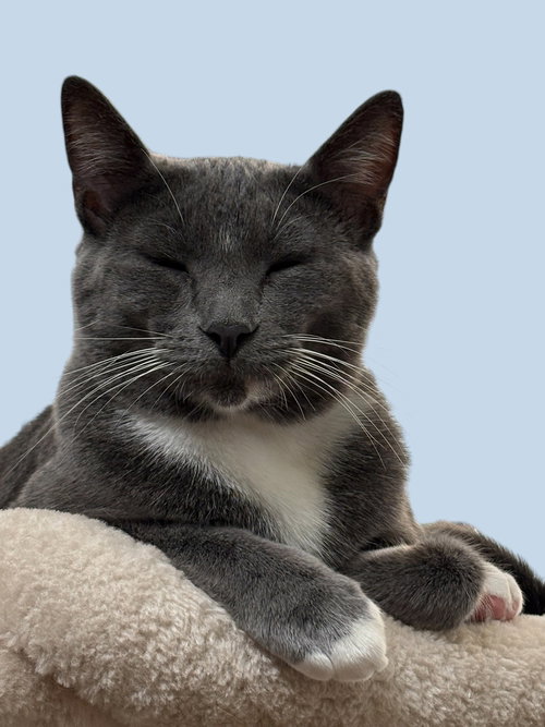 Chia, a cat for adoption from A Voice for All Paws, Inc.