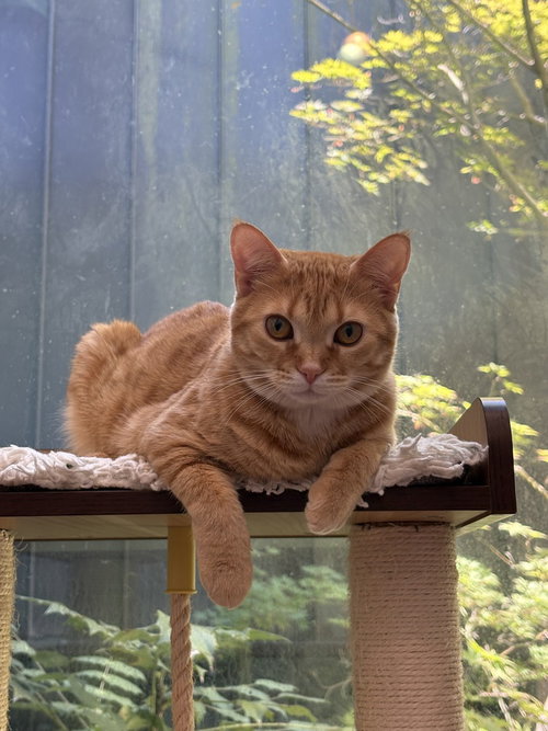 Pepita, a cat for adoption from A Voice for All Paws, Inc.