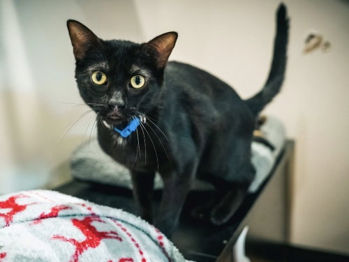 Fuji, a cat for adoption from A Voice for All Paws, Inc.