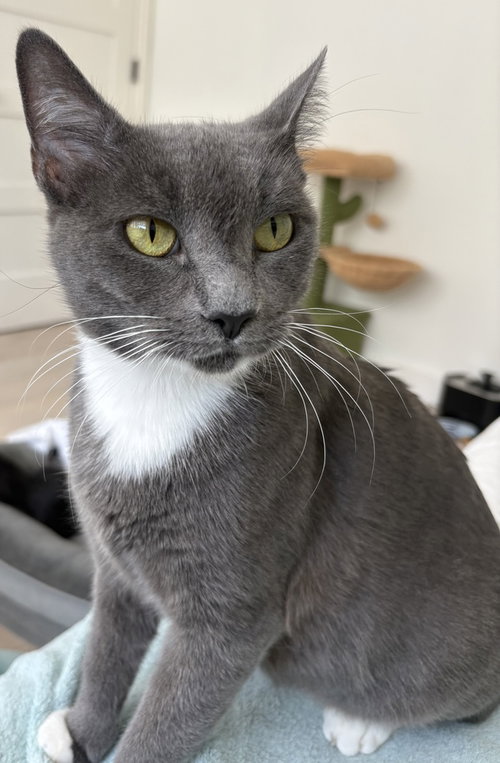 Sasha Matthews, a cat for adoption from A Voice for All Paws, Inc.