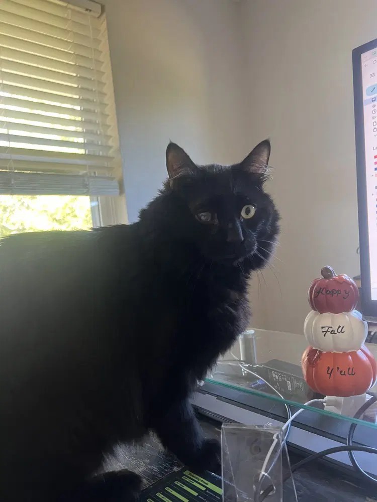Mateo V - Domestic Long Hair