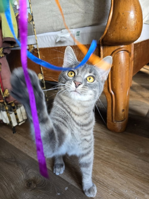 Cobalt, an adoptable Domestic Short Hair in Dallas, TX