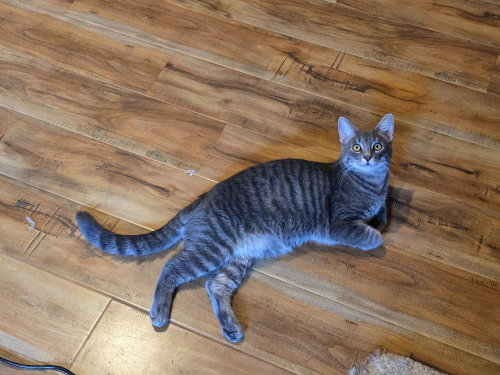 Cobalt photo 4