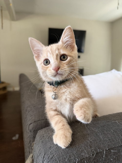 Meatball