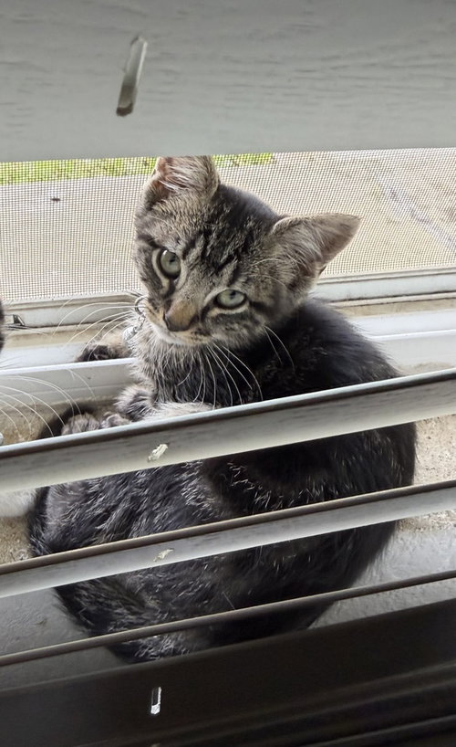 Louise, an adoptable Domestic Short Hair in Dallas, TX