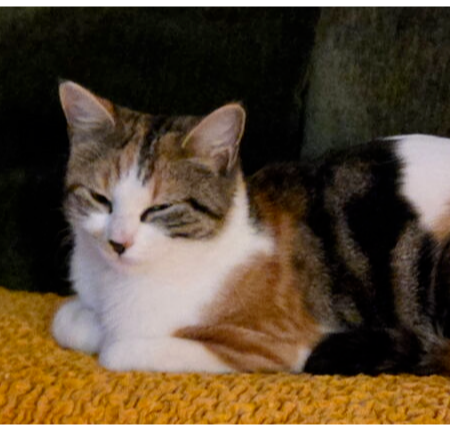 Fancy Nancy photo 3