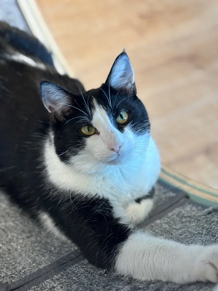 Xavier - Domestic Short Hair