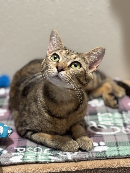 Speckles, an adoptable Domestic Short Hair in Dallas, TX