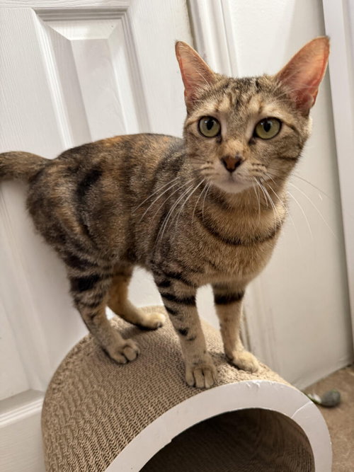 Speckles photo 2