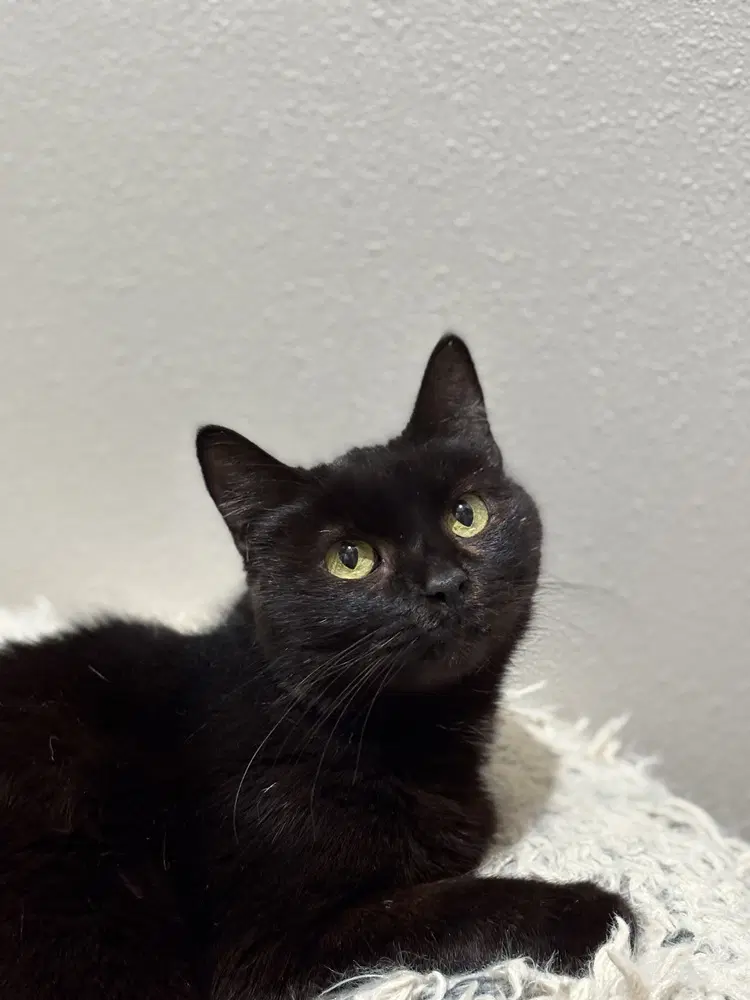 Marzipan - Domestic Short Hair