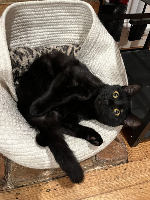 Bastet Aka Cinco Mello