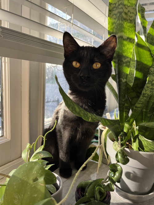 Bastet Aka Cinco Mello photo 2