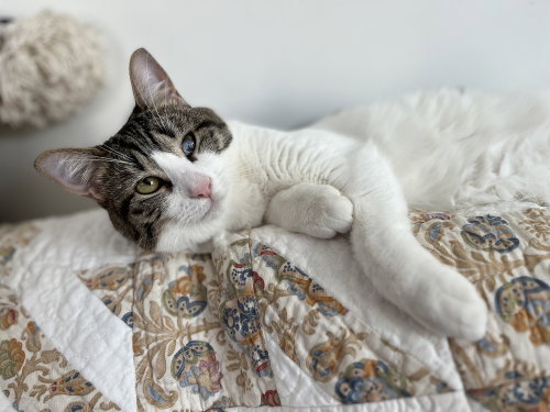 Felicity, a cat for adoption from A Voice for All Paws, Inc.