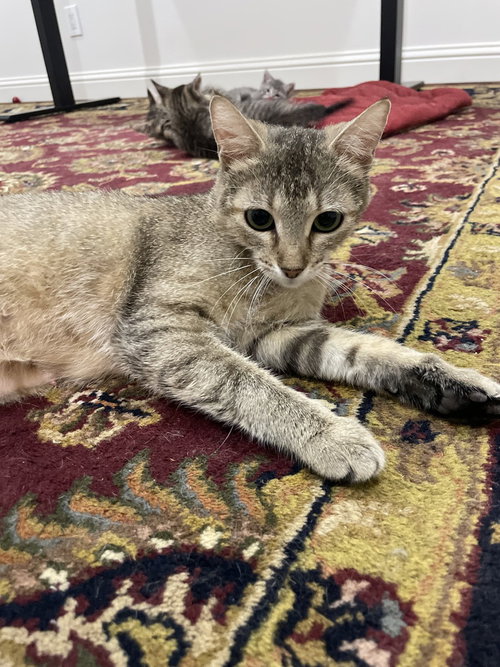 Apricat, an adoptable Domestic Short Hair in Dallas, TX