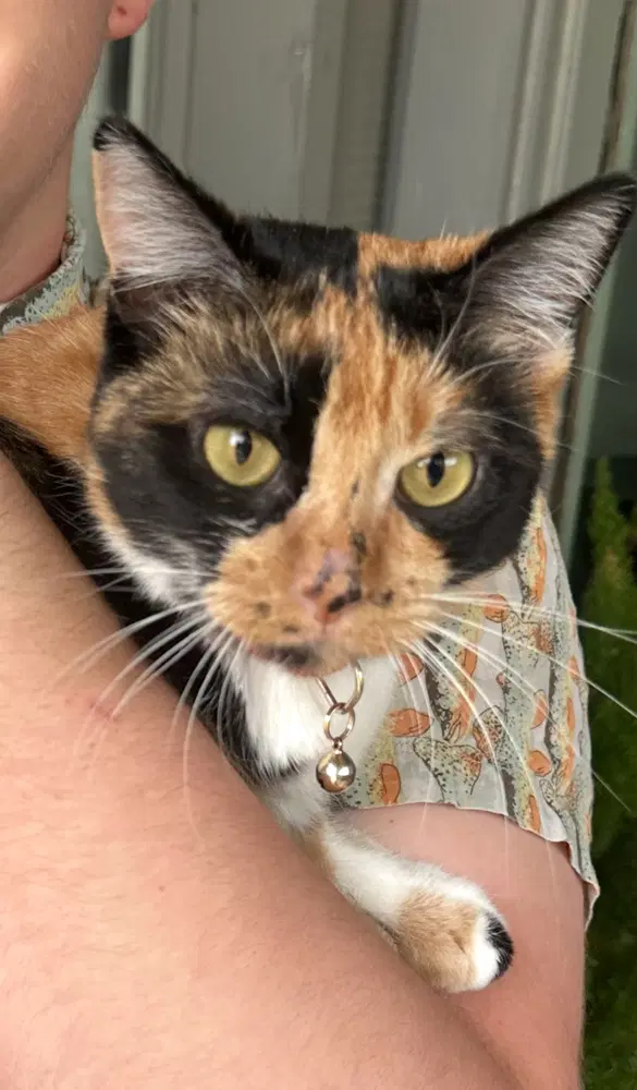 Loki - Calico