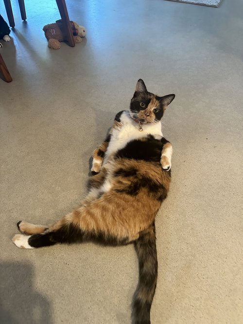Loki, Calico / Domestic Short Hair / Mixed (short coat)